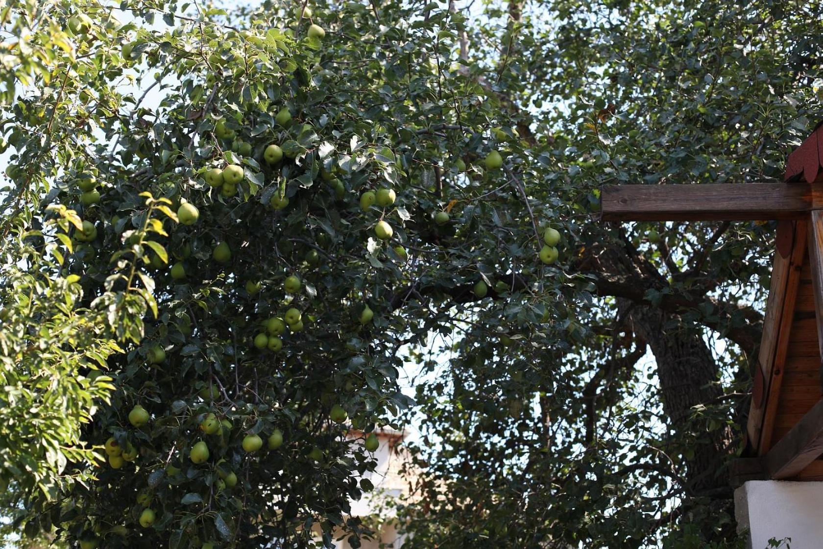 Guest House Drazhev Obzor Dış mekan fotoğraf